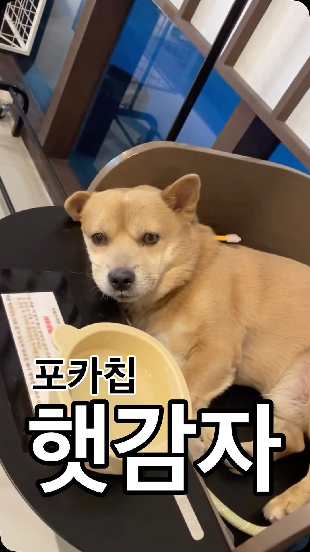 @dumdum_nemo이 올린 오리온 태그 게시물