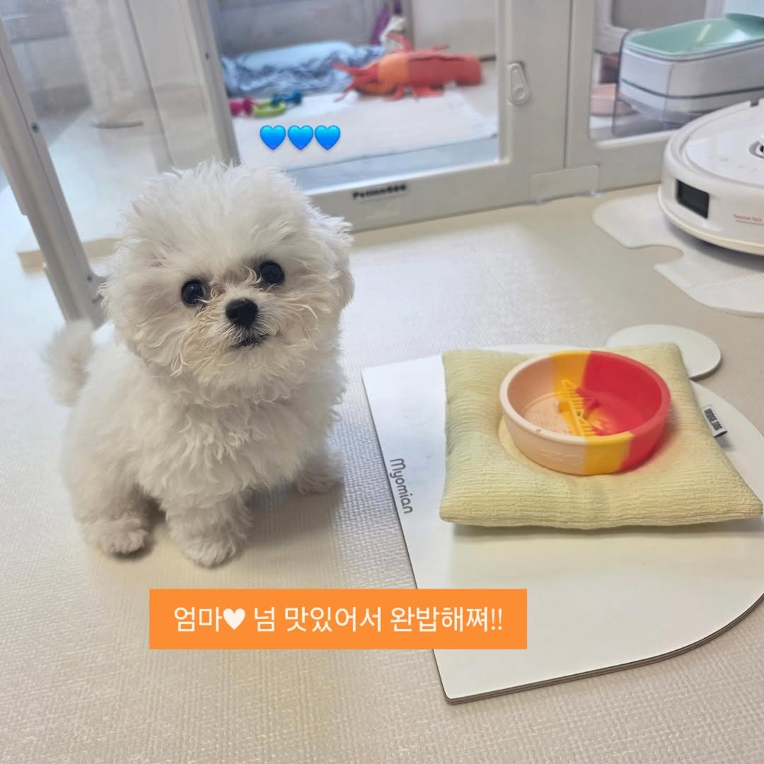 @gomtang_bichon이 올린 보울대학교 태그 게시물
