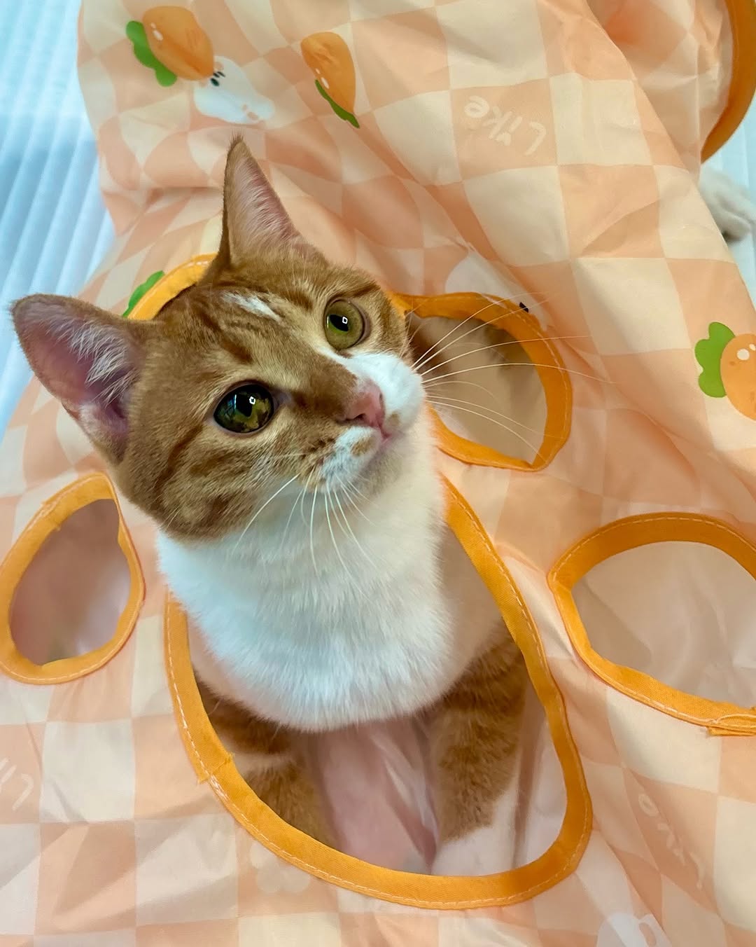 @iam.ddobbi이 올린 펫프렌즈 태그 게시물