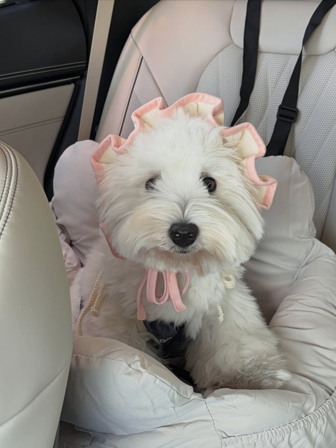 @westiegom이 올린 포포캄 태그 게시물