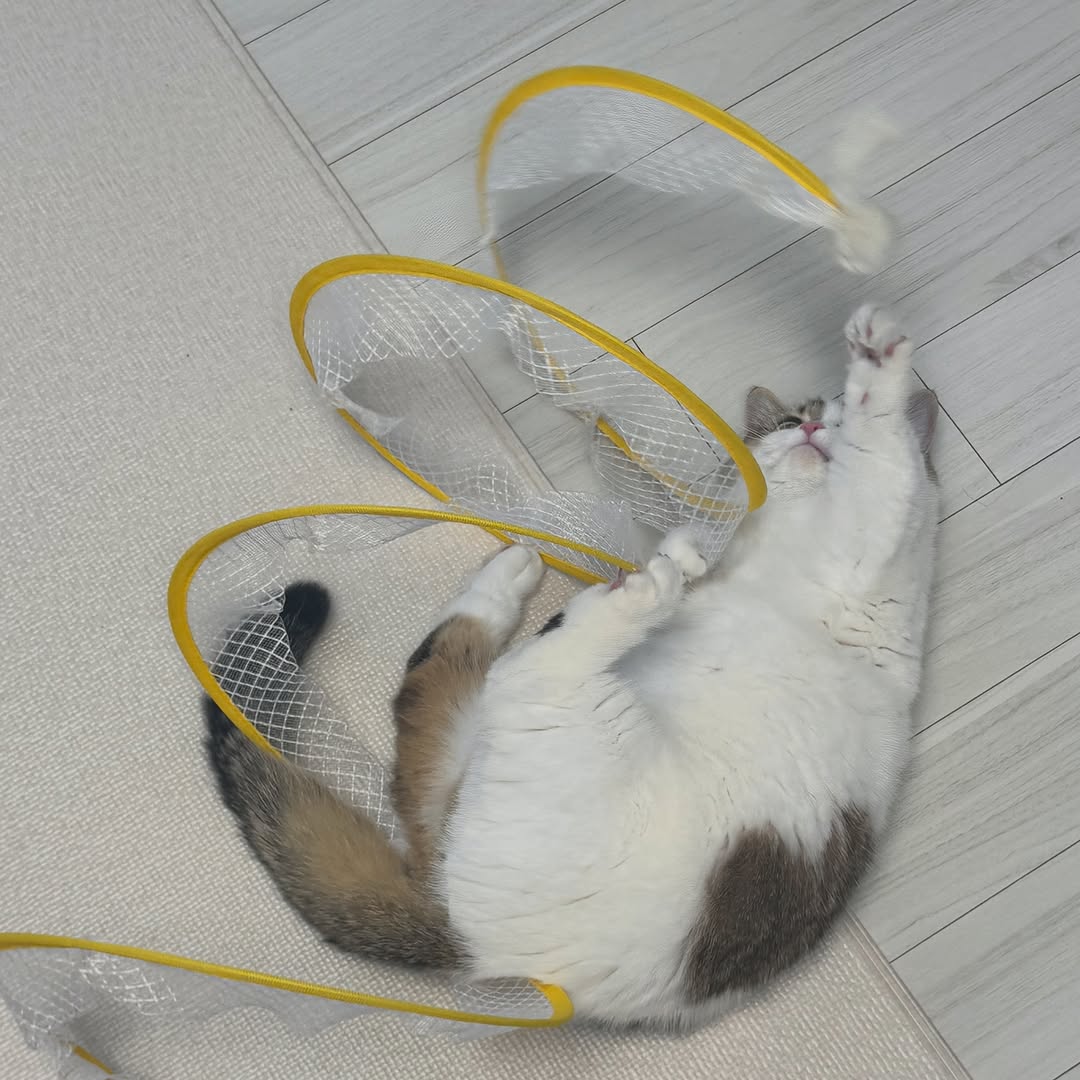 @cun_munchkin이 올린 펫프렌즈 태그 게시물