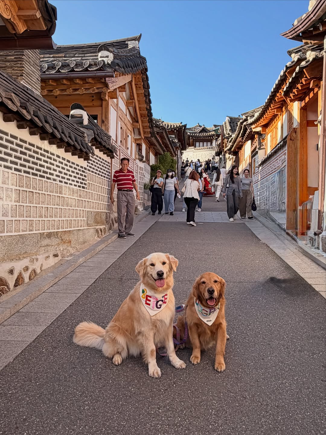 @dogpal_yi이 올린 Cotopaxi Korea 태그 게시물