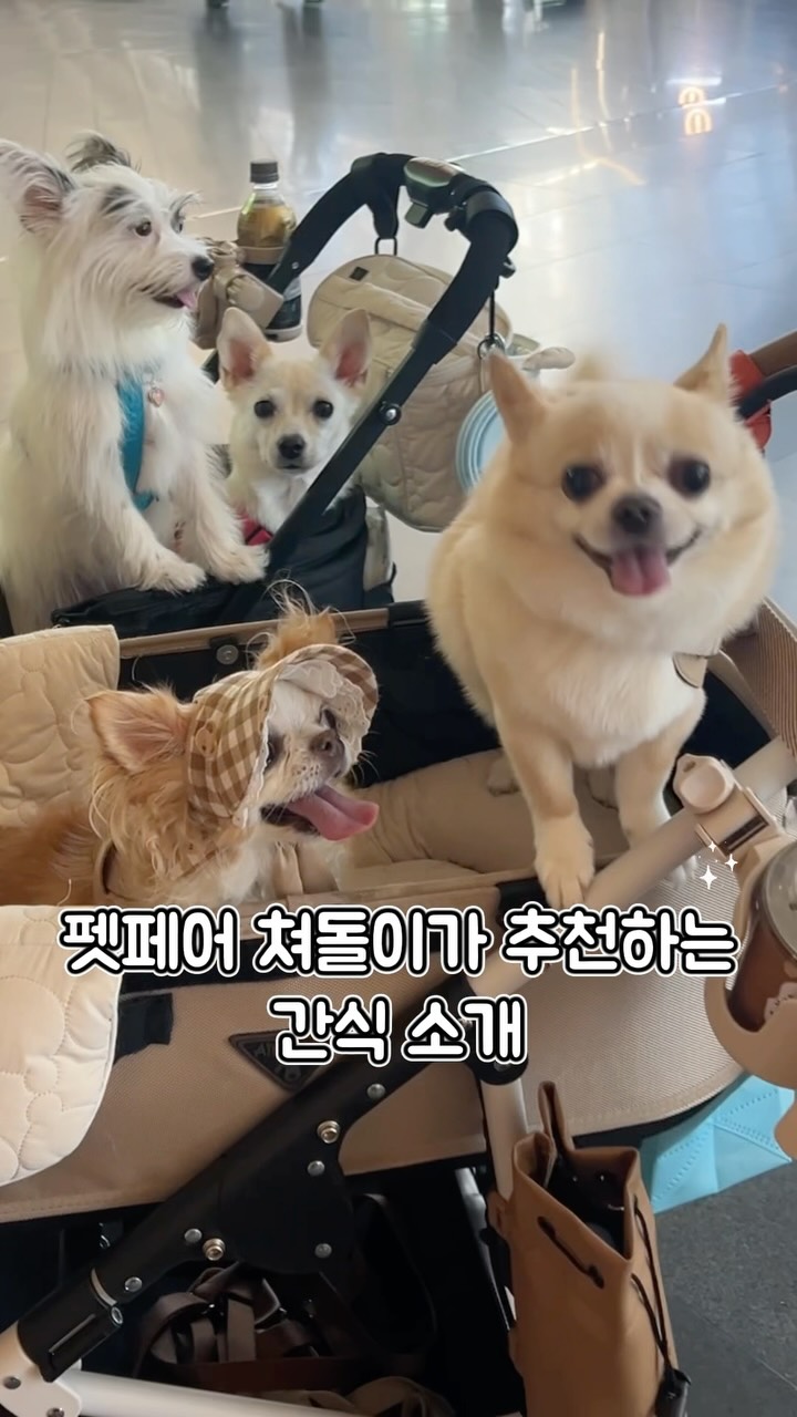 @jerry_loongz이 올린 펫프렌즈 태그 게시물
