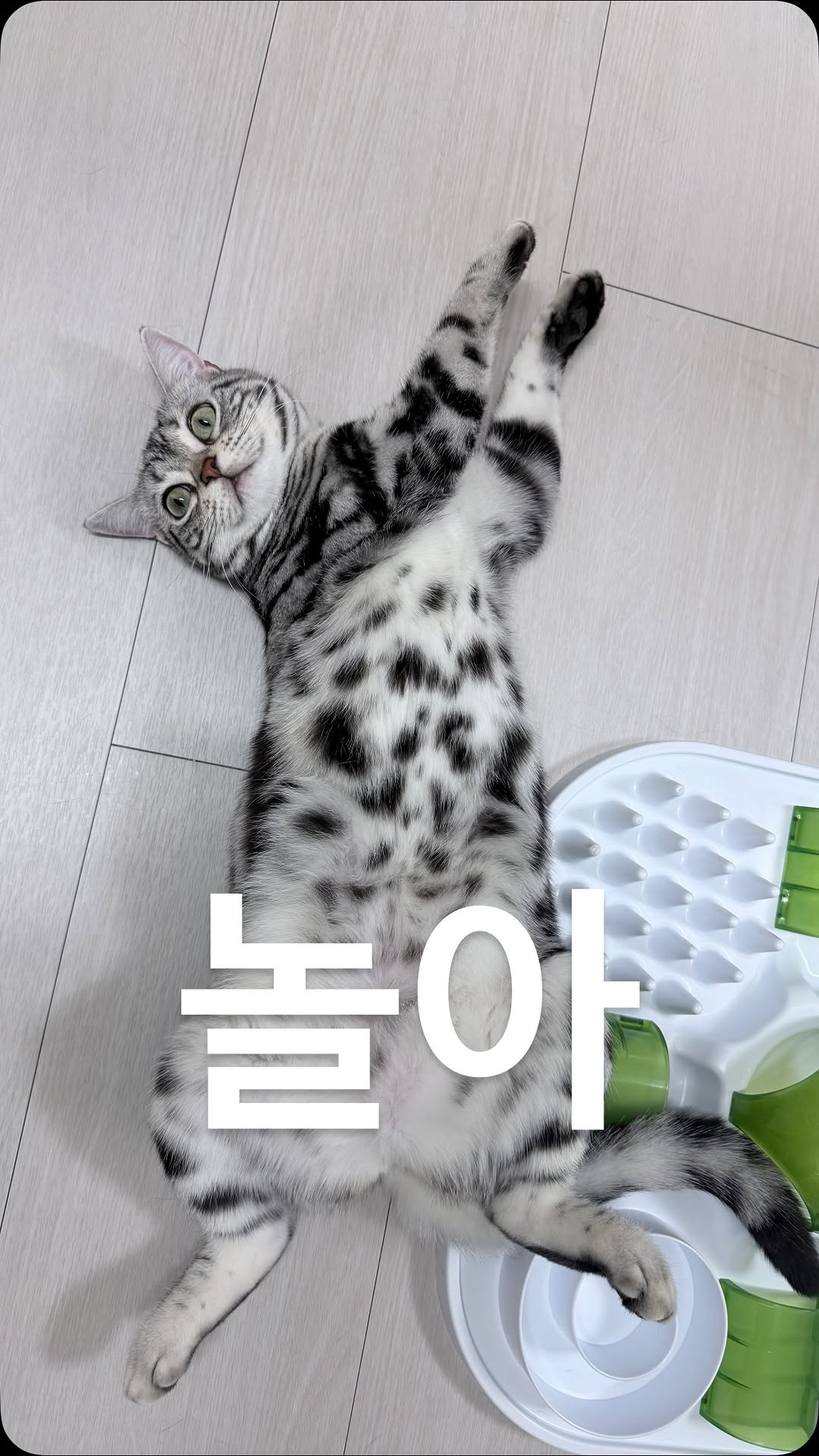 @mynameis_sogeum이 올린 다이나핏 코리아 태그 게시물
