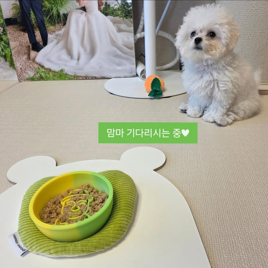 @gomtang_bichon이 올린 보울대학교 태그 게시물