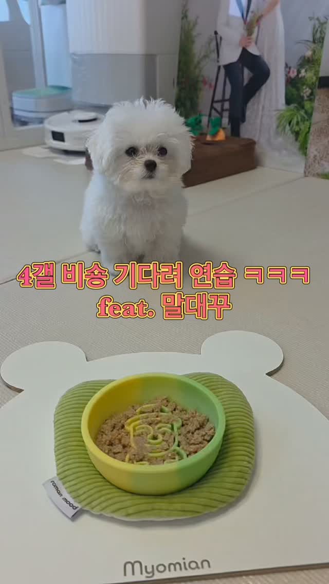 @gomtang_bichon이 올린 보울대학교 태그 게시물