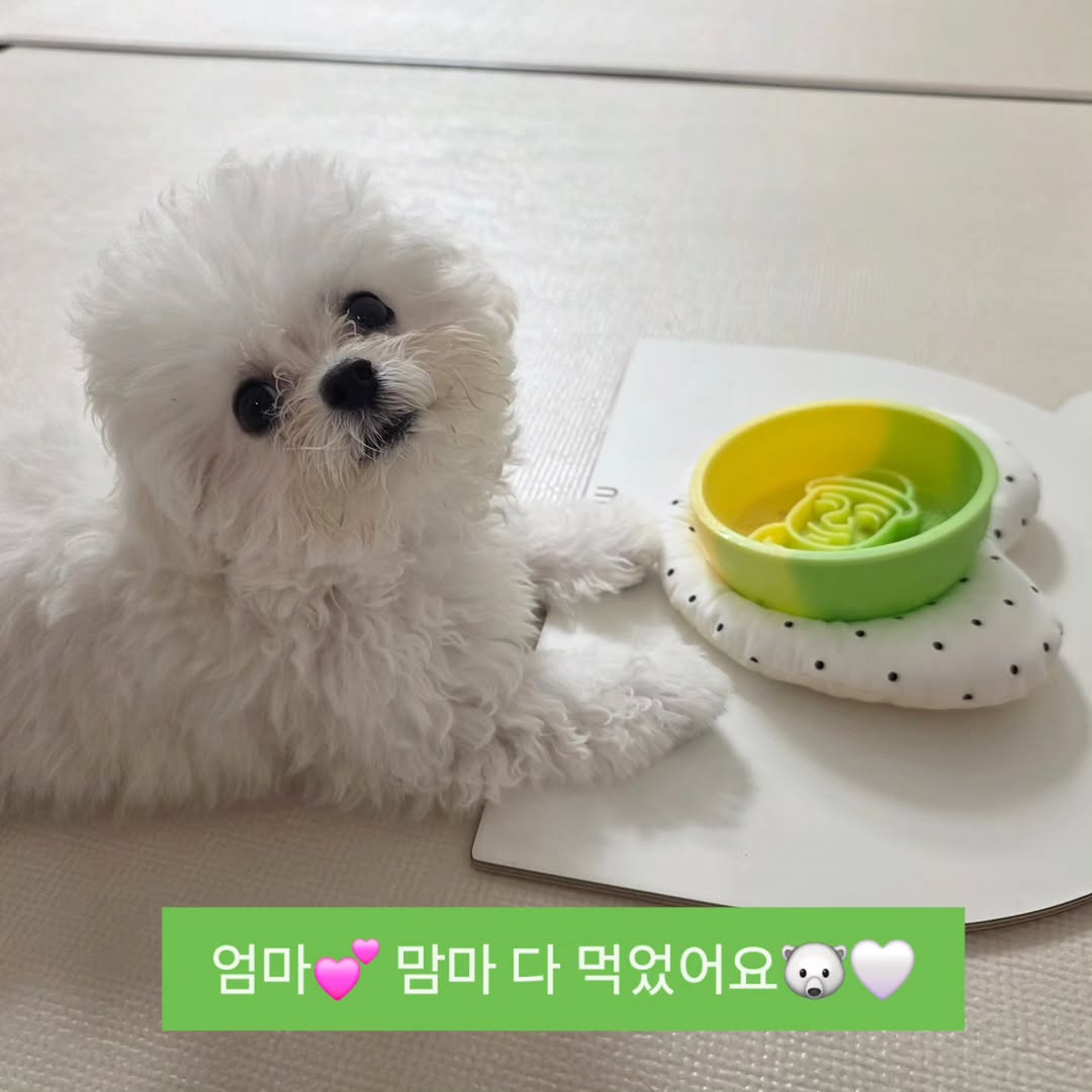 @gomtang_bichon이 올린 보울대학교 태그 게시물