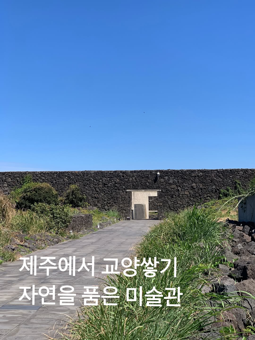 @curator_yeji이 올린 휘닉스 태그 게시물