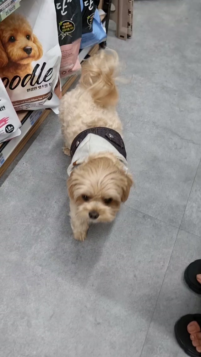 @petsya2026이 올린 포포캄 태그 게시물