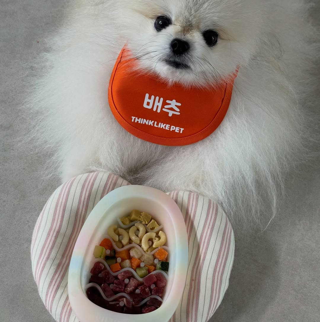 @jung_baechu이 올린 씽크라이크펫 태그 게시물