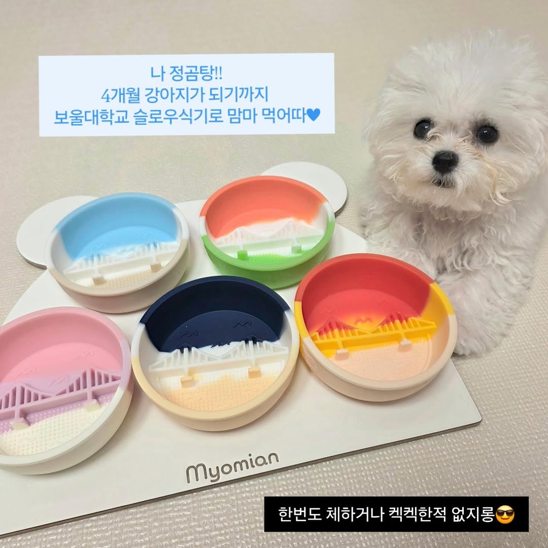 @gomtang_bichon이 올린 보울대학교 태그 게시물