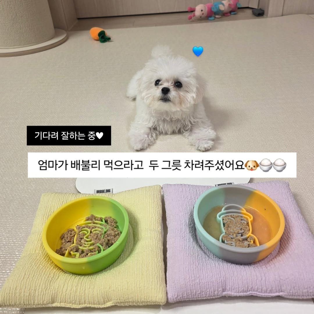 @gomtang_bichon이 올린 보울대학교 태그 게시물