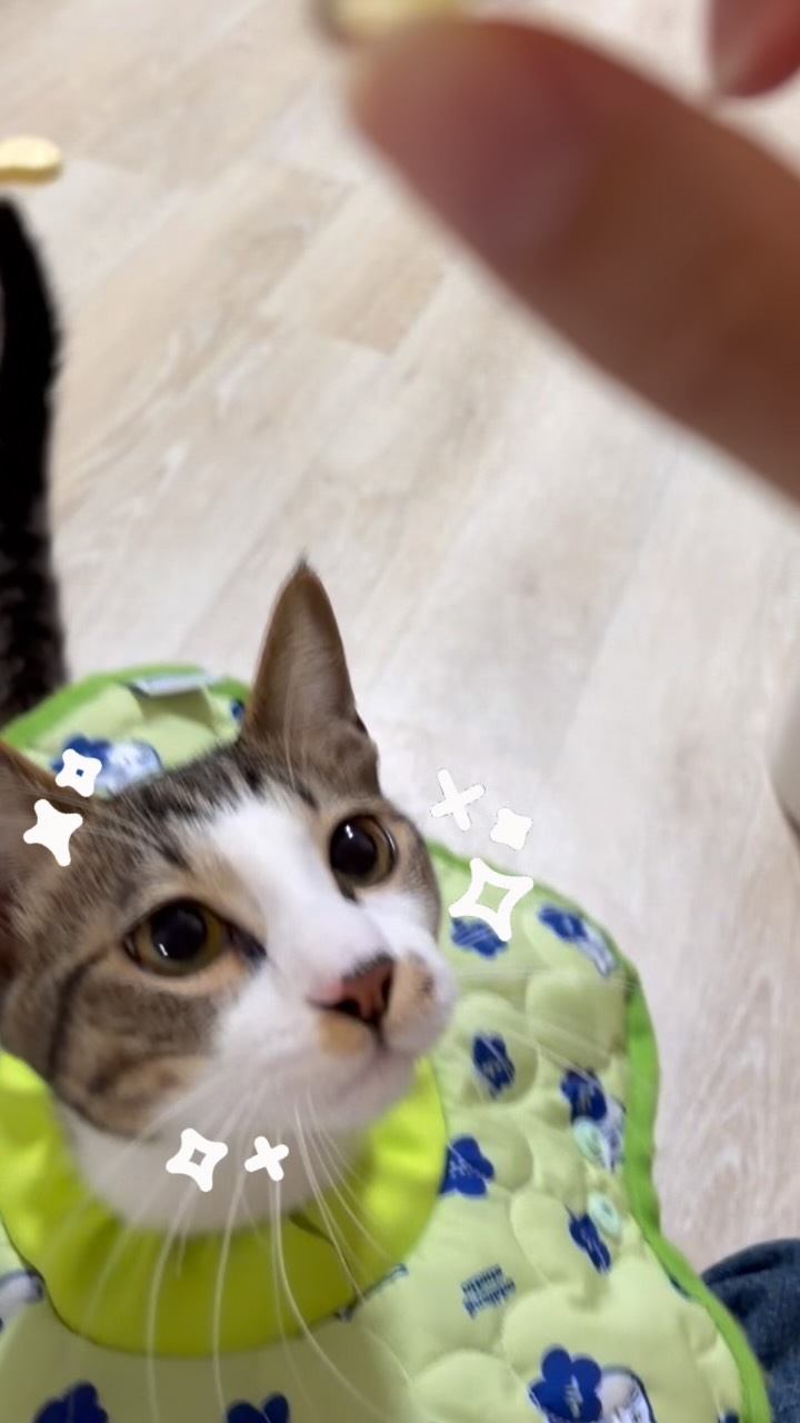 @eundongeeda이 올린 펫생각 태그 게시물