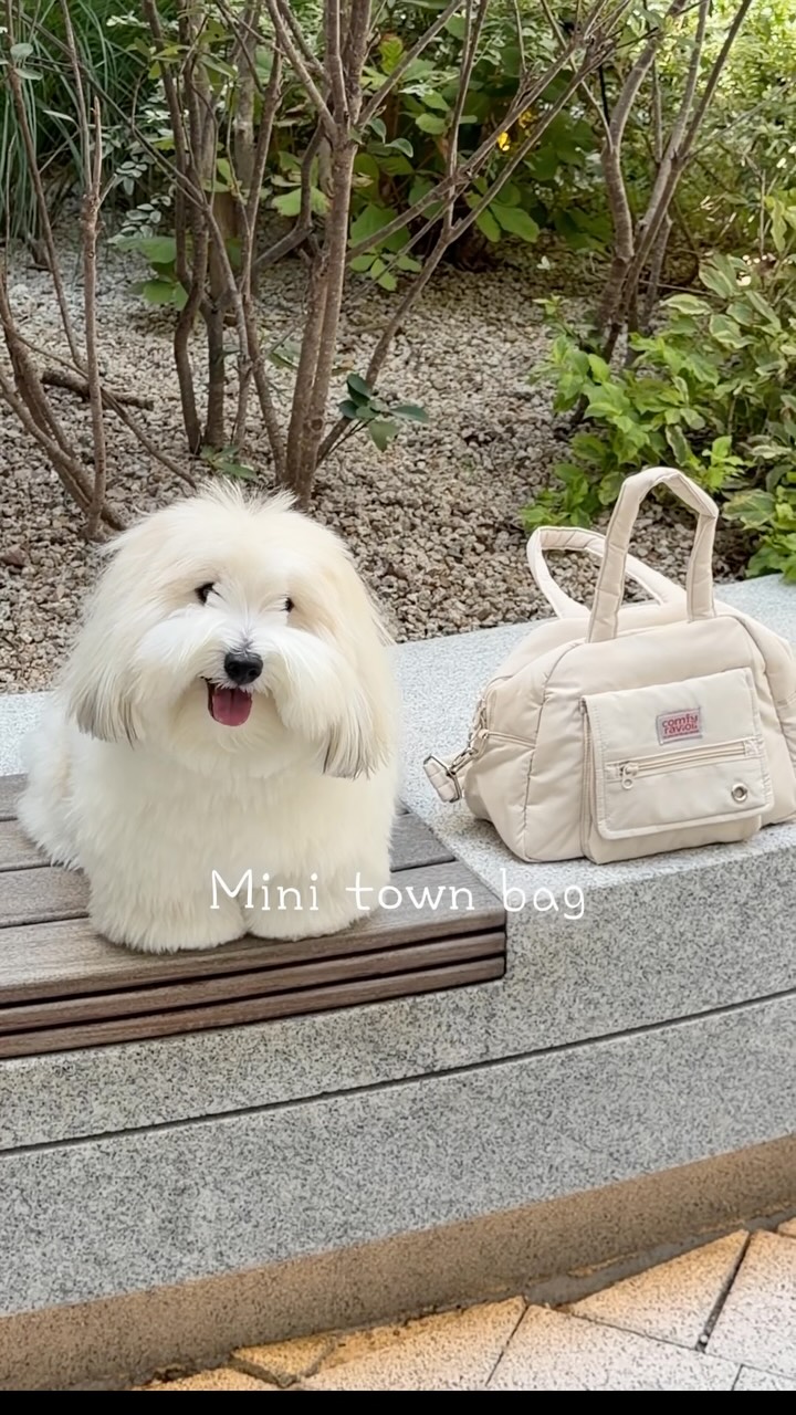 @cotonpetit이 올린 컴피라비올리 태그 게시물