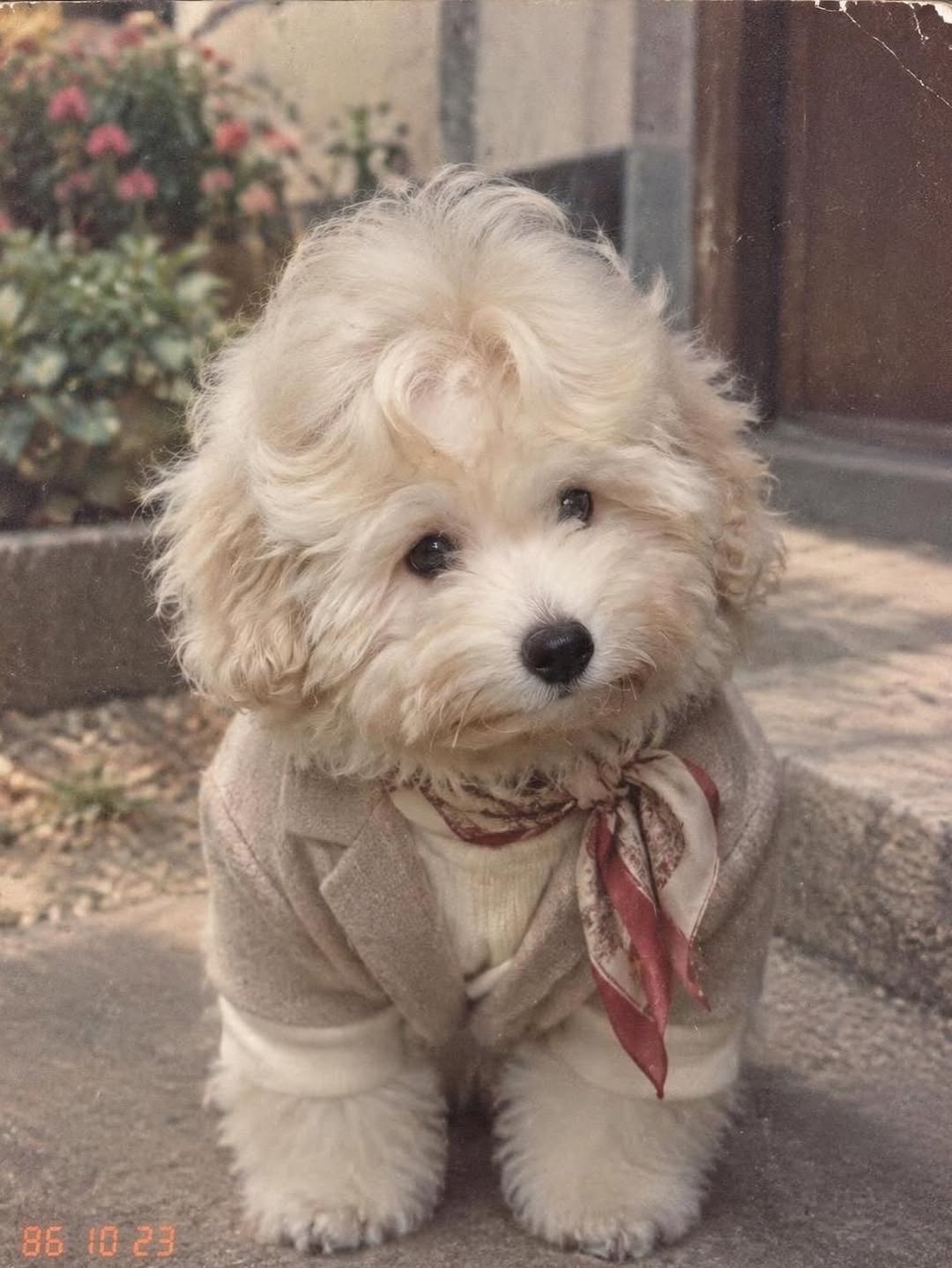 @coton.yeti이 올린 Meitu 메이투 태그 게시물