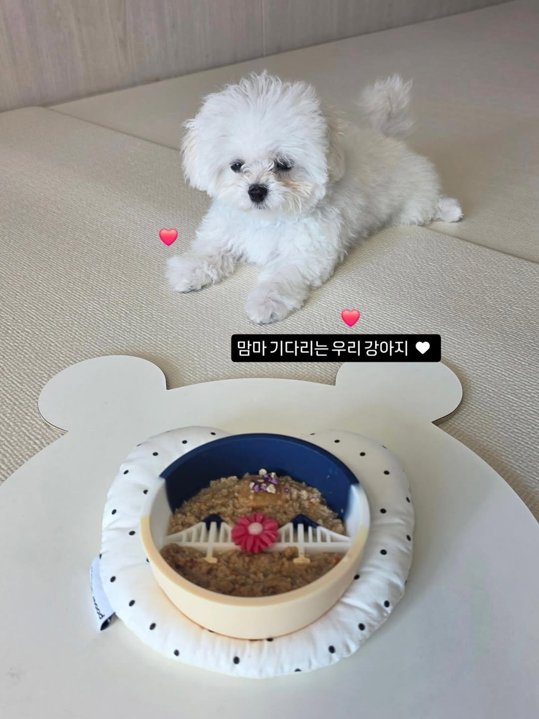 @gomtang_bichon이 올린 보울대학교 태그 게시물