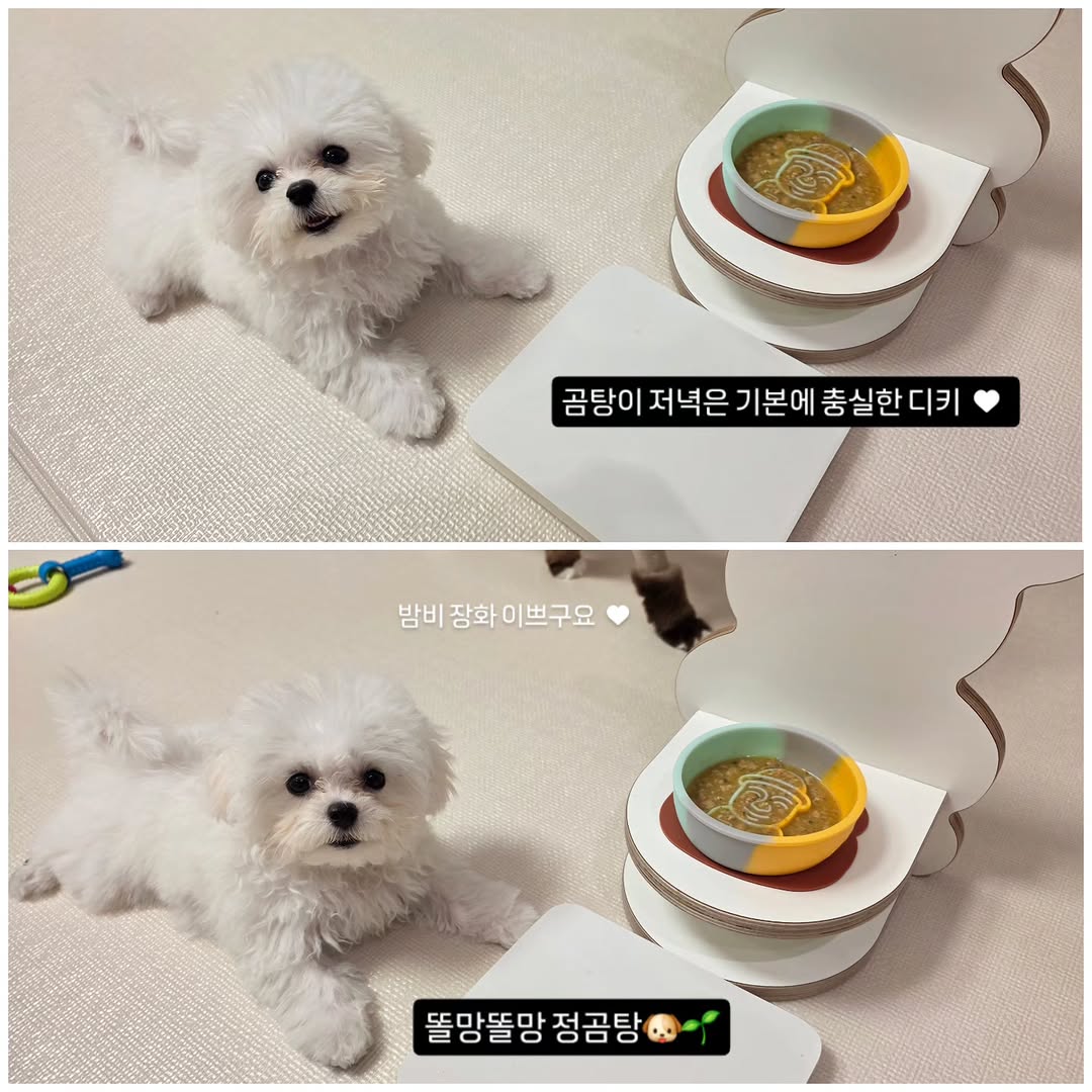 @gomtang_bichon이 올린 보울대학교 태그 게시물