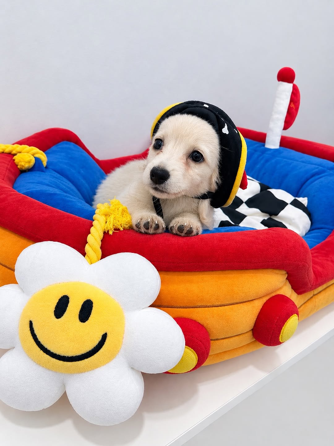 @oli.the.dachshundd이 올린 위글위글 태그 게시물