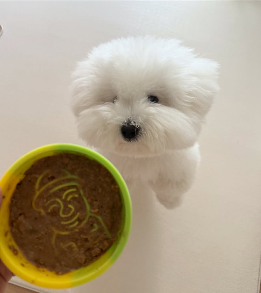 @coton_parkwoou이 올린 보울대학교 태그 게시물