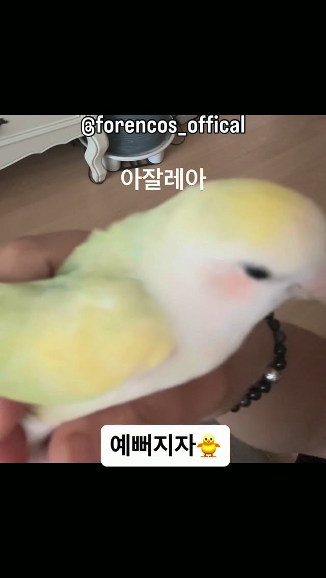 @littlestar1979이 올린 포렌코즈 태그 게시물