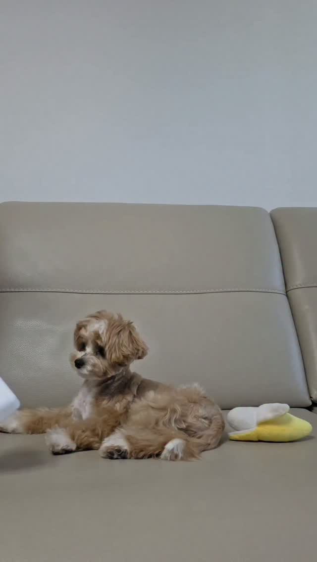 @bori26.2.5이 올린 슈퍼포우 태그 게시물