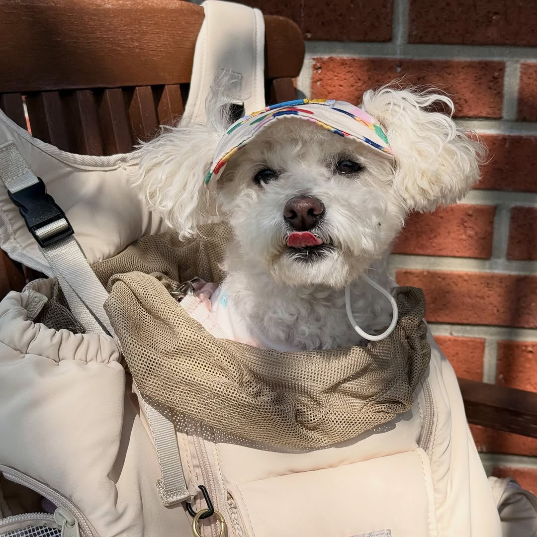@daroni_tokki이 올린 컴피라비올리 태그 게시물