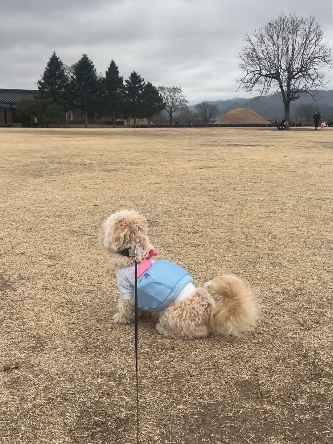 @muungzip이 올린 다이소 태그 게시물