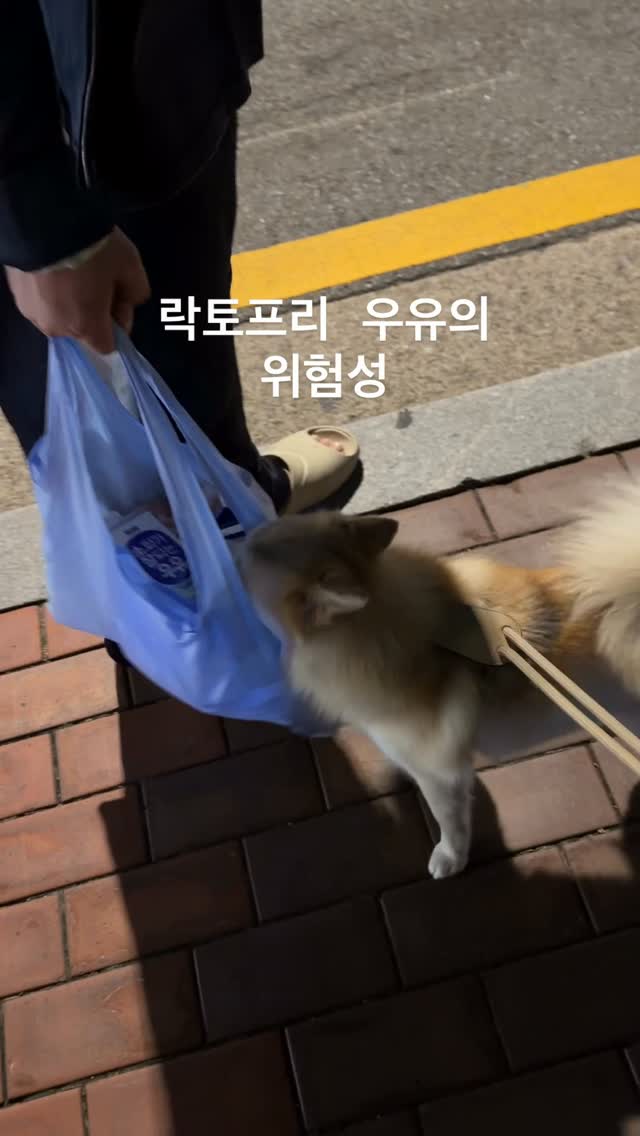 @pomskiko이 올린 매일유업 태그 게시물