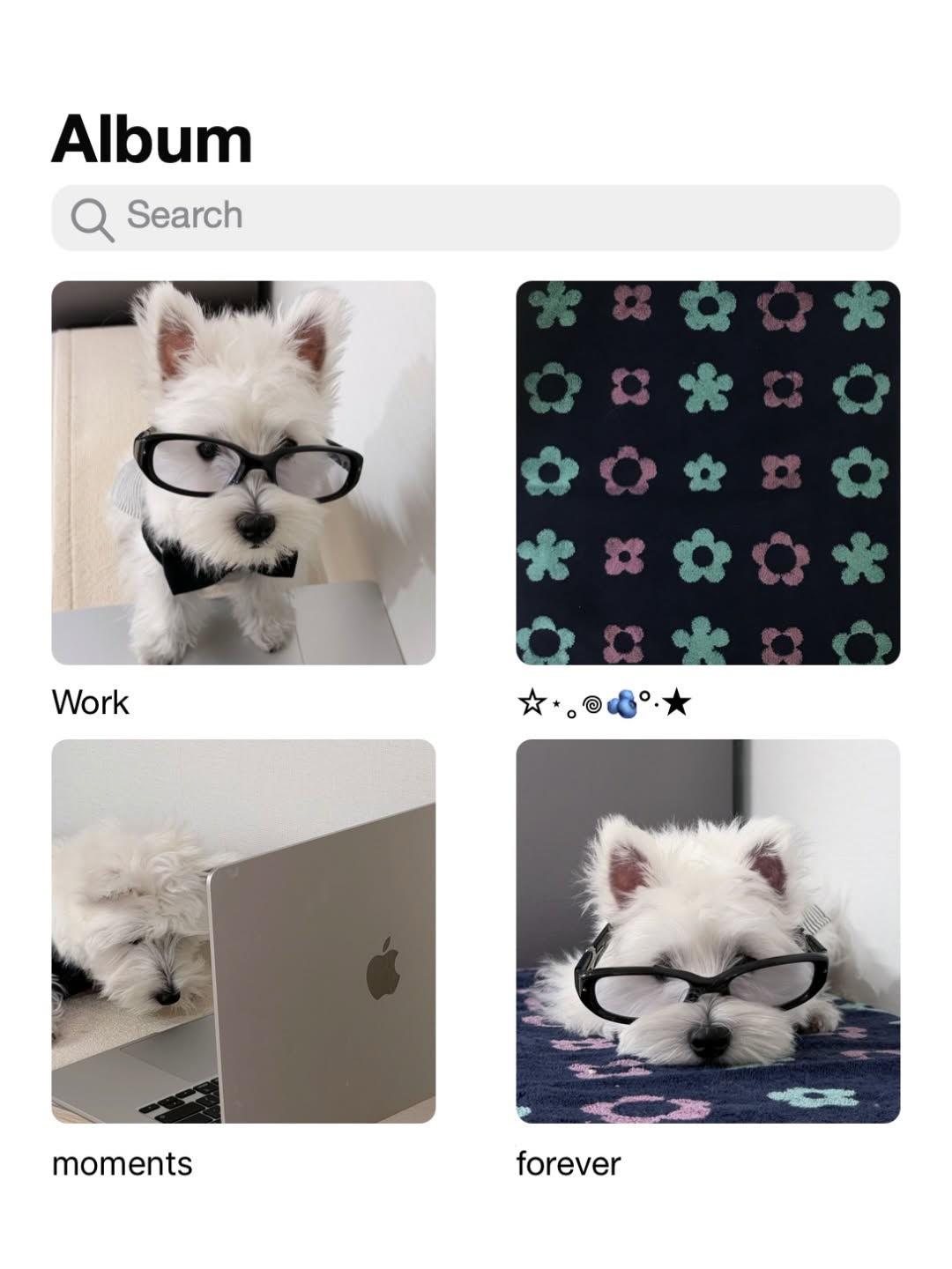 @westie_yoshi_이 올린 코이세이오 태그 게시물