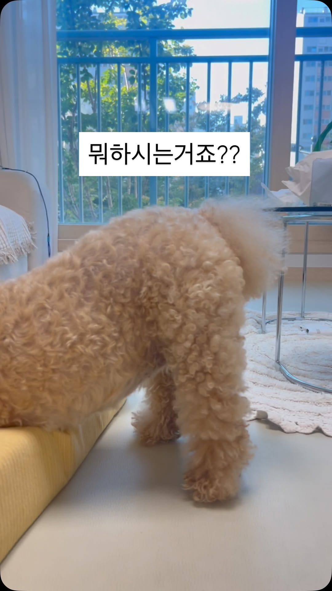 @jang_ddongkko이 올린 슈퍼포우 태그 게시물