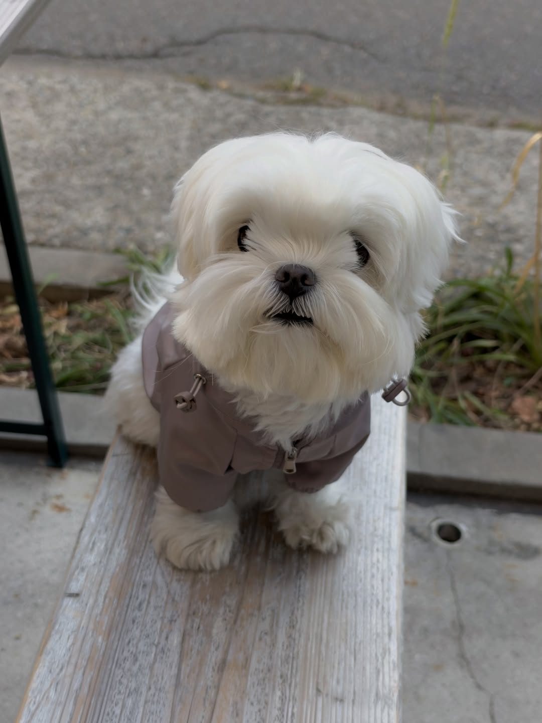 @paris_parkette이 올린 컴피라비올리 태그 게시물