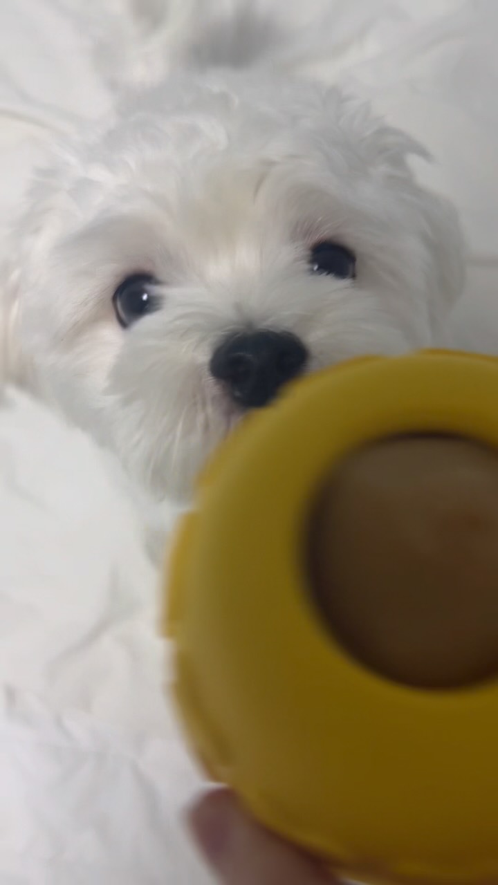 @dong._.off이 올린 슈퍼포우 태그 게시물