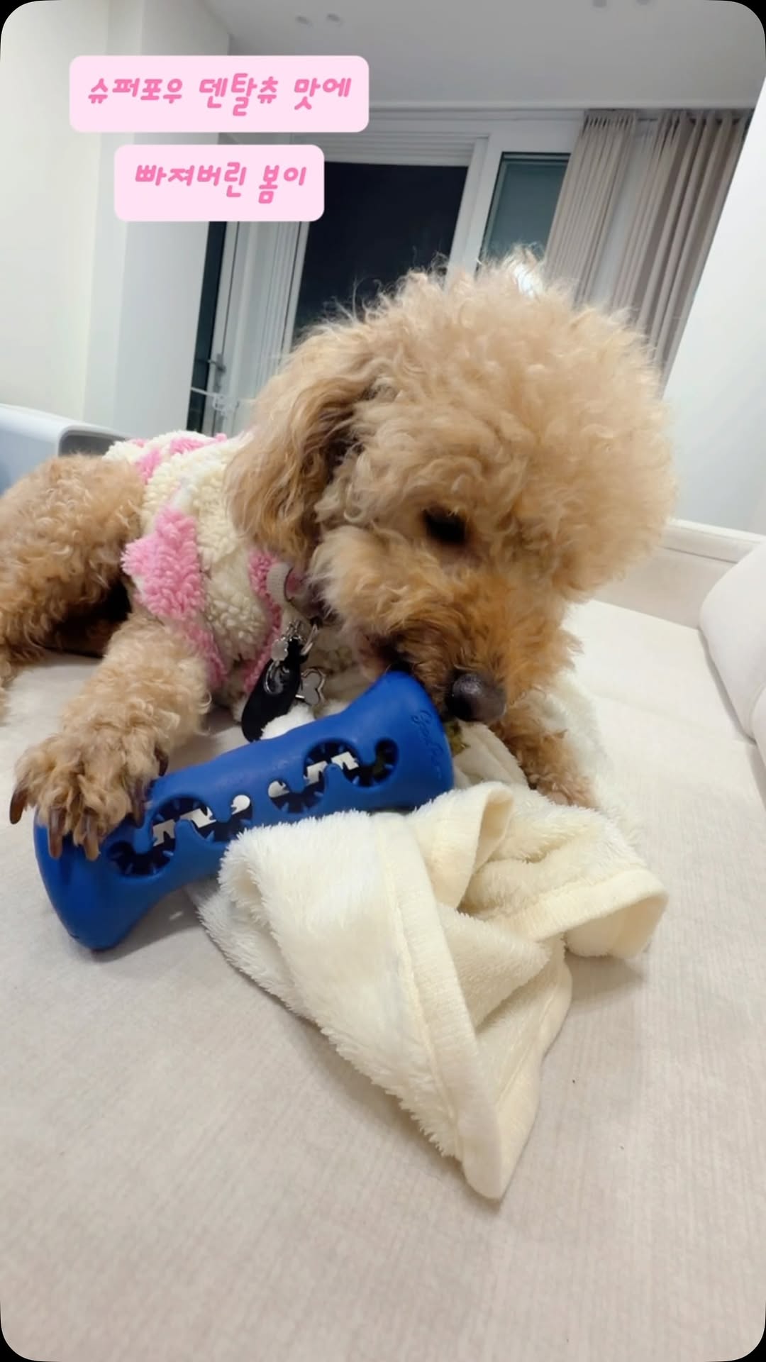 @imbol_haru이 올린 슈퍼포우 태그 게시물