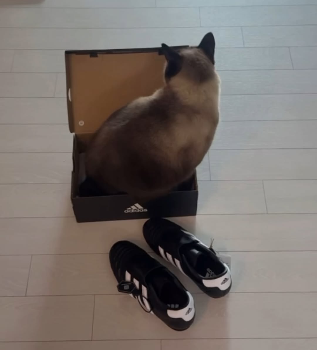@me0o0_w이 올린 adidas l Korea 태그 게시물