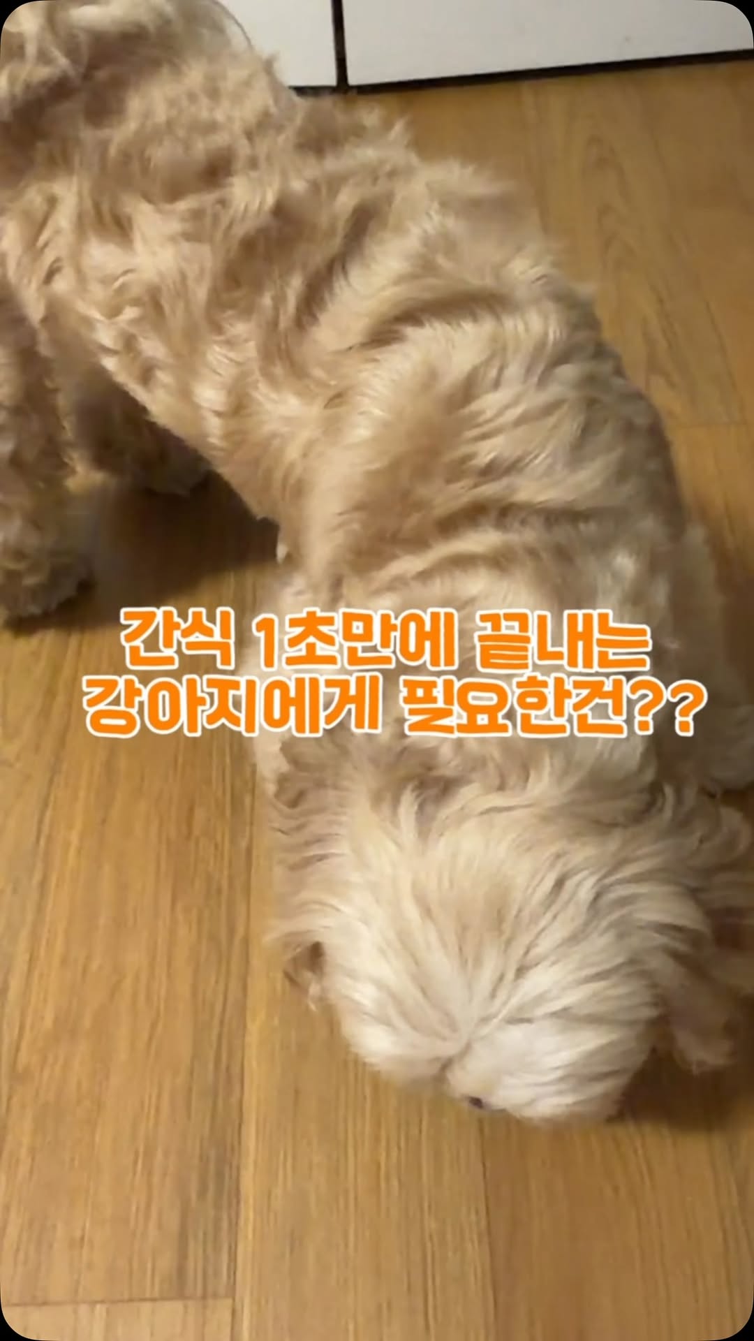 @moka_s_dailylife_23이 올린 슈퍼포우 태그 게시물