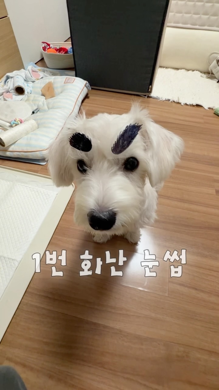 @westie_daon이 올린 슈퍼포우 태그 게시물