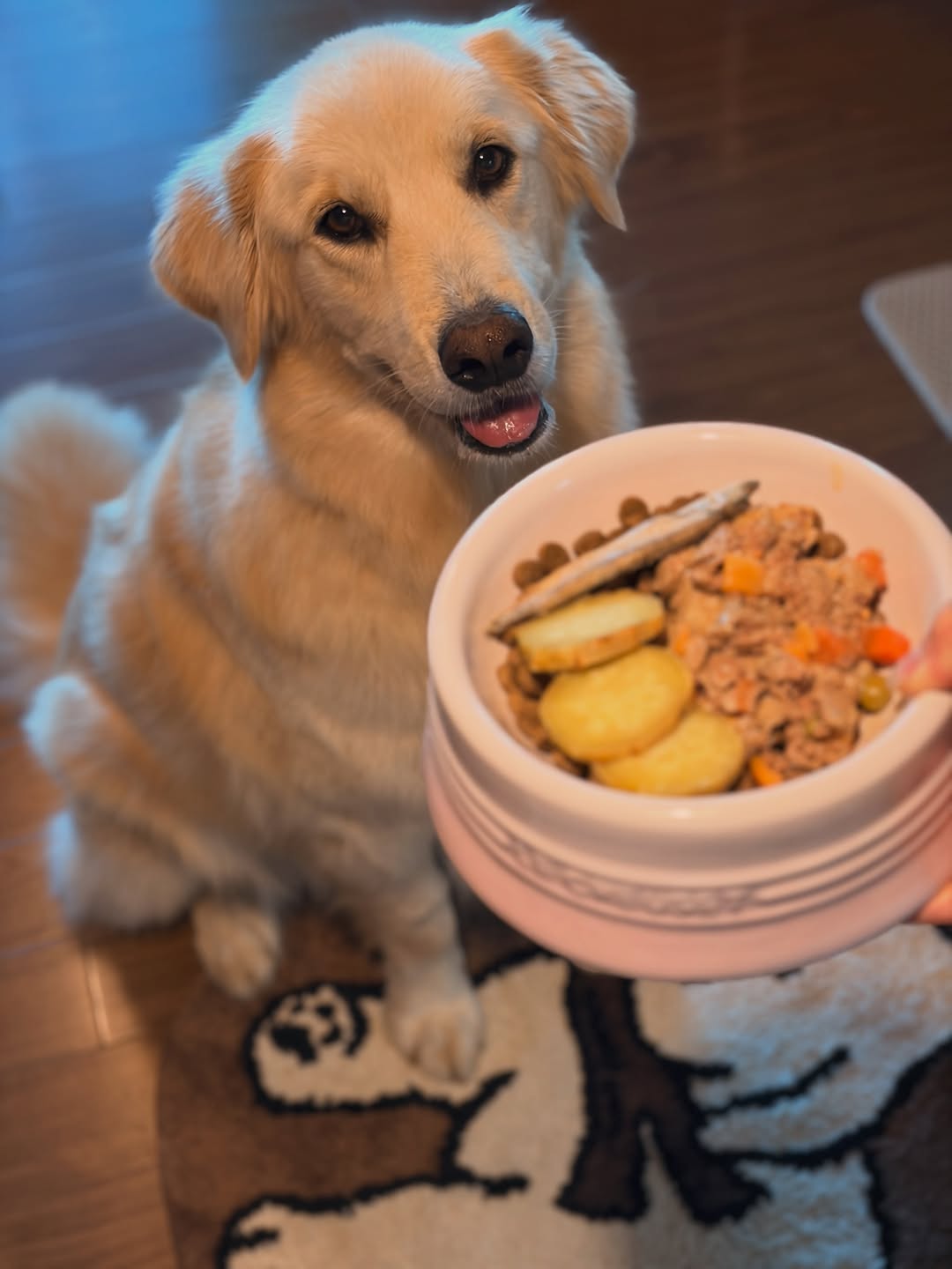 @dogpal_yi이 올린 르크루제코리아 태그 게시물
