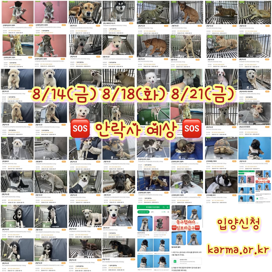 seouldogshelter 인스타그램 대표 콘텐츠 3