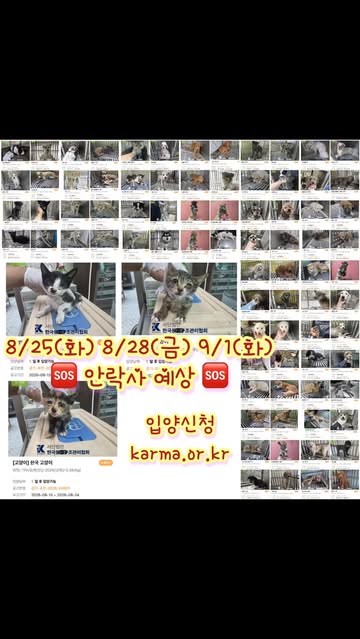 seouldogshelter 인스타그램 대표 콘텐츠 1