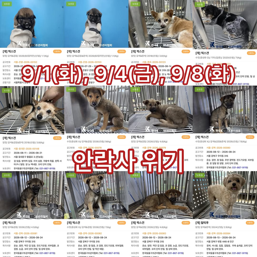 seouldogshelter 인스타그램 대표 콘텐츠 2